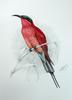 Southern Carmine Bee-eater (Merops nubicoides) - Wiki