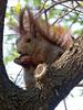 Eurasian Red Squirrel (Sciurus vulgaris) - Wiki