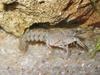 White-clawed Crayfish (Austropotamobius pallipes) - Wiki