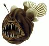 Anglerfish (Order: Lophiiformes) - Wiki