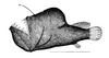 Humpback Anglerfish (Melanocetus johnsonii) - Wiki