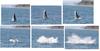 Gray Whale (Eschrichtius robustus) - Wiki
