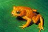 Golden Toad (Bufo periglenes) - Wiki