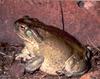 Colorado River Toad (Bufo alvarius) - Wiki
