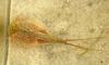 Longtail Tadpole Shrimp (Triops longicaudatus) - Wiki