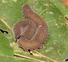 Velvet Worm (Phylum: Onychophora) - Wiki