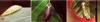(나비/나방 애벌레) 귤빛부전나비, 큰녹색부전나비, 참나무부전나비
