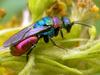 Cuckoo Wasp (Family: Chrysididae, Subfamily: Chrysidinae) - Wiki