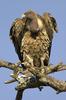Ruppell's Vulture (Gyps rueppellii) - Wiki