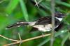 Pied Fantail (Rhipidura javanica) - Wiki
