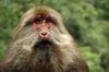 Tibetan Macaque (Macaca thibetana) - Wiki