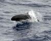False Killer Whale (Pseudorca crassidens) - Wiki