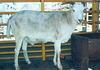 Hybrid Animals: Toast of Botswana (Sheep-Goat Hybrid)