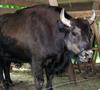 Zubron (Wisent-Cattle Hybrid) - Wiki
