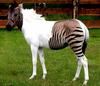 Zorse (zebra-horse hybrid)