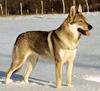 Wolf-dog hybrid (Wolfdog) - Wiki