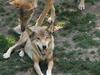 Italian Wolf (Canis lupus italicus) at the Parc de Loups