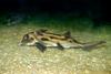 Australian Ghost Shark (Callorhinchus milii) - Wiki