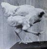Mike the Headless Chicken - Wiki
