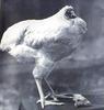 Headless Chicken (Lived Headless for 18 months)