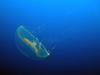 Crystal Jellyfish (Aequorea victoria) - Wiki