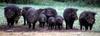 Giant Forest Hog (Hylochoerus meinertzhageni) - Wiki
