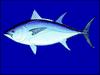 Southern Bluefin Tuna (Thunnus maccoyii) - Wiki
