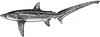 Bigeye Thresher Shark (Alopias superciliosus) - Wiki