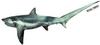 Long-tailed Thresher Shark (Alopias vulpinus) - Wiki