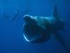 Basking Shark (Cetorhinus maximus) - Wiki