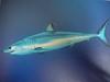 Shortfin Mako Shark (Isurus oxyrinchus) - Wiki