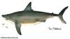 Longfin Mako Shark (Isurus paucus) - Wiki