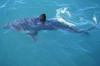 Salmon Shark (Lamna ditropis) - Wiki