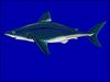 Porbeagle Shark (Lamna nasus) - Wiki