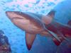 Grey Nurse Shark (Carcharias taurus) - Wiki