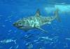 Mackerel Sharks (Order: Lamniformes) - Wiki