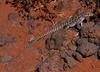 Long-nosed Leopard Lizard (Gambelia wislizenii) - Wiki