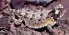 Texas Horned Lizard (Phrynosoma cornutum) - Wiki
