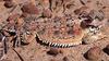 Coast Horned Lizard (Phrynosoma coronatum) - Wiki