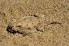 Flat-tailed Horned Lizard (Phrynosoma mcallii) - Wiki