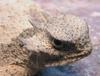Roundtail Horned Lizard (Phrynosoma modestum) - Wiki