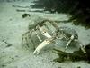 Great Spider Crab (Hyas araneus) - Wiki