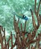 Blue-headed Wrasse (Thalassoma bifasciatum)