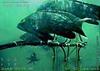 Black Sea Bass (Centropristis striata) - Wiki