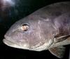 Giant Sea Bass (Stereolepis gigas) - Wiki