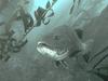 Giant Sea Bass (Stereolepis gigas)