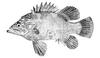 Atlantic Wreckfish (Polyprion americanus) - Wiki