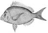 Scup (Stenotomus chrysops) - Wiki