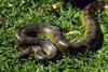 Green Anaconda (Eunectes murinus) - Wiki