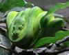 Green Tree Python (Morelia viridis) - Wiki
